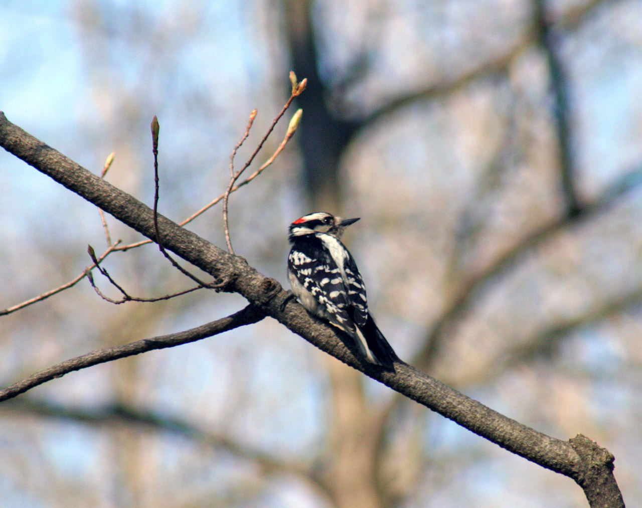 DownyWoodpecker1