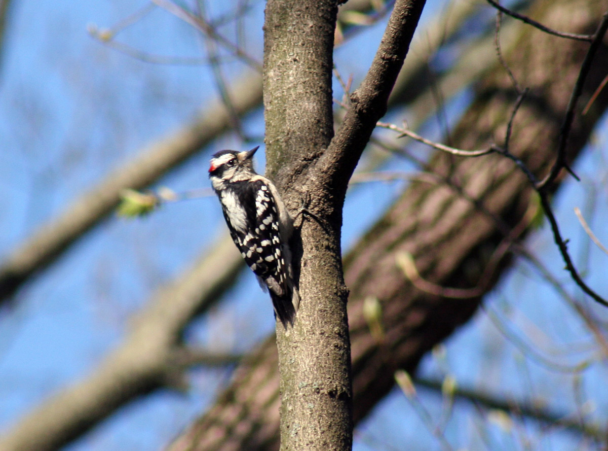 DownyWoodpecker2