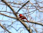 Cardinal