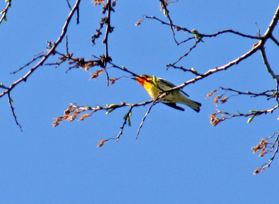 BlackburnianWarbler1b