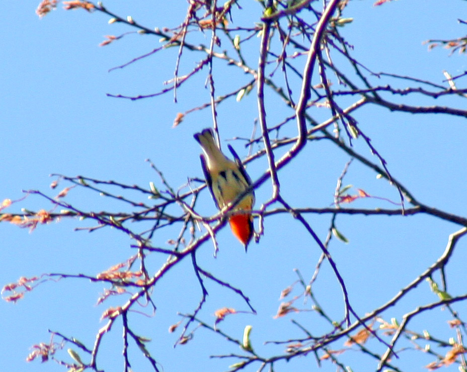 BlackburnianWarbler2b