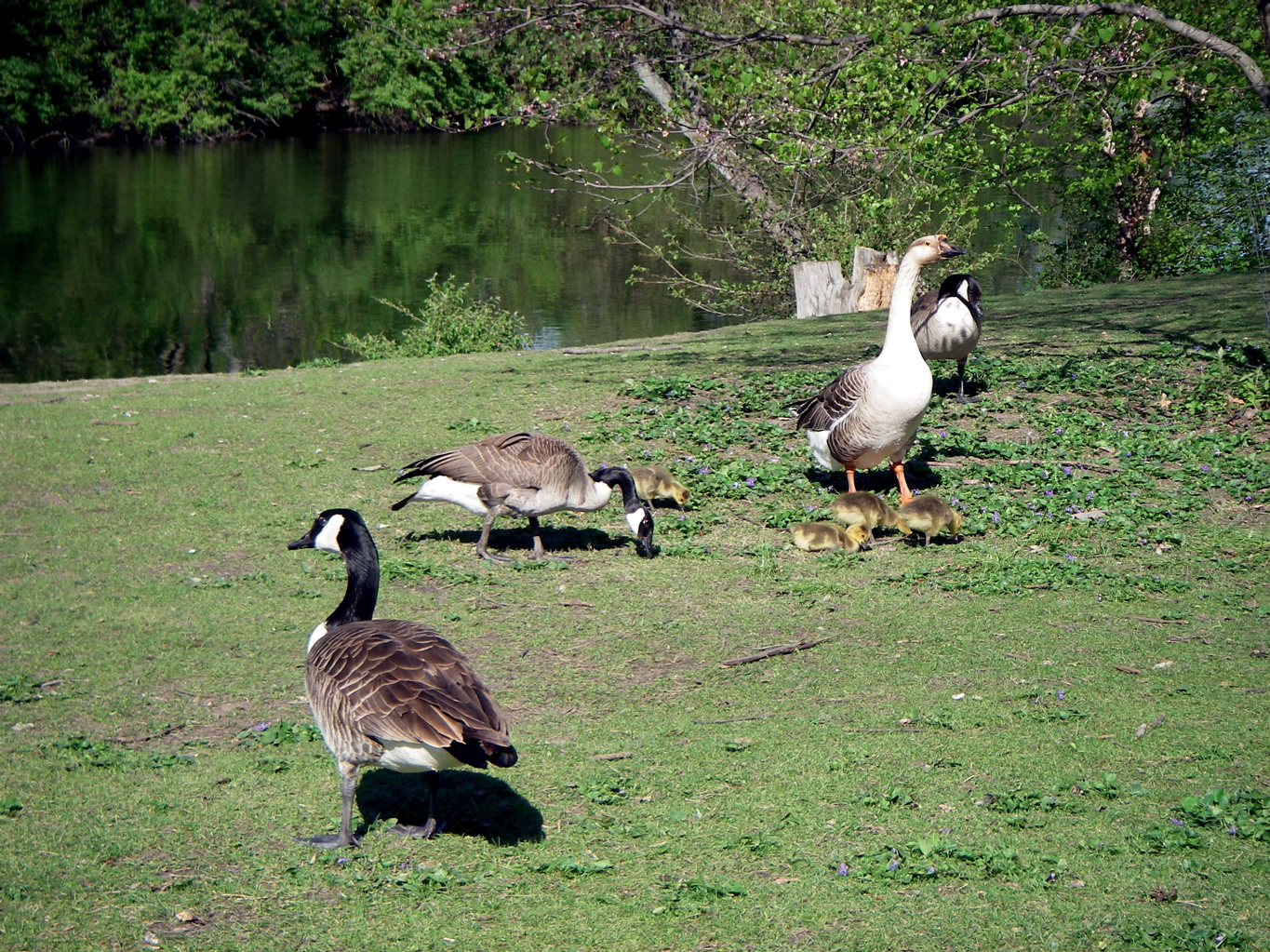 GeeseGoslings