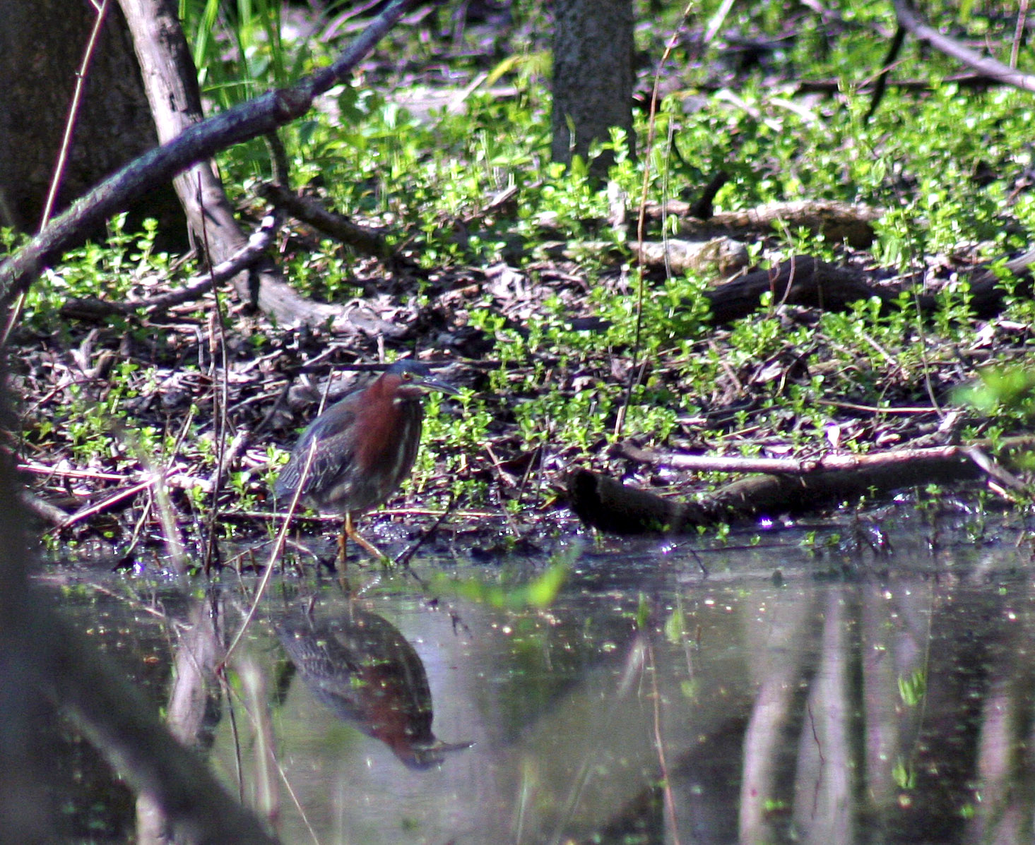 GreenHeron1