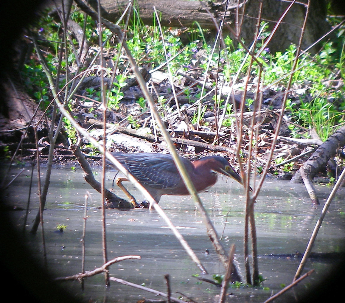 GreenHeron2