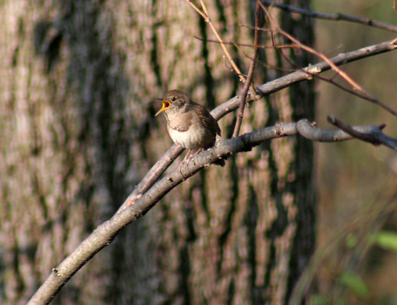 HouseWren