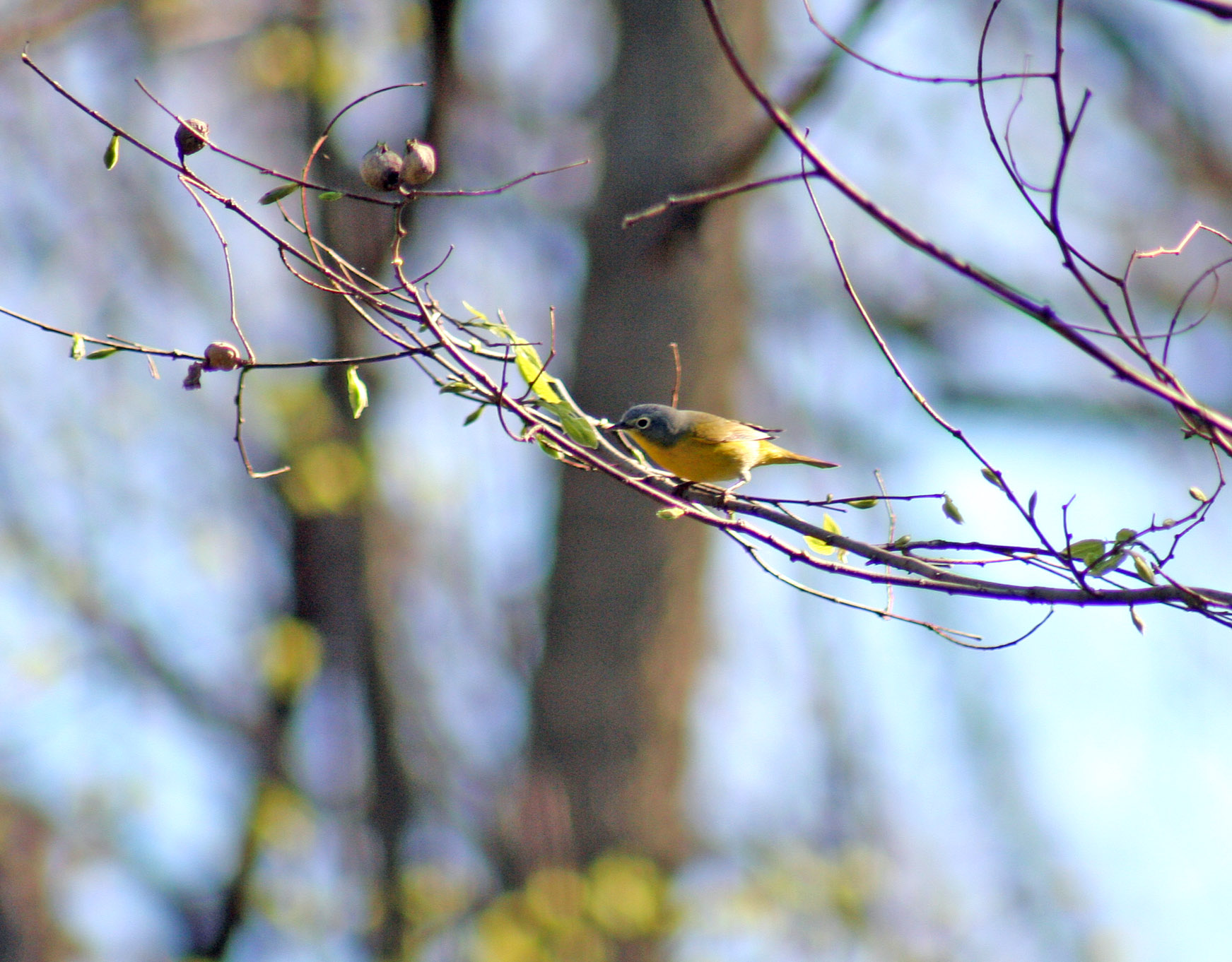 NashvilleWarbler