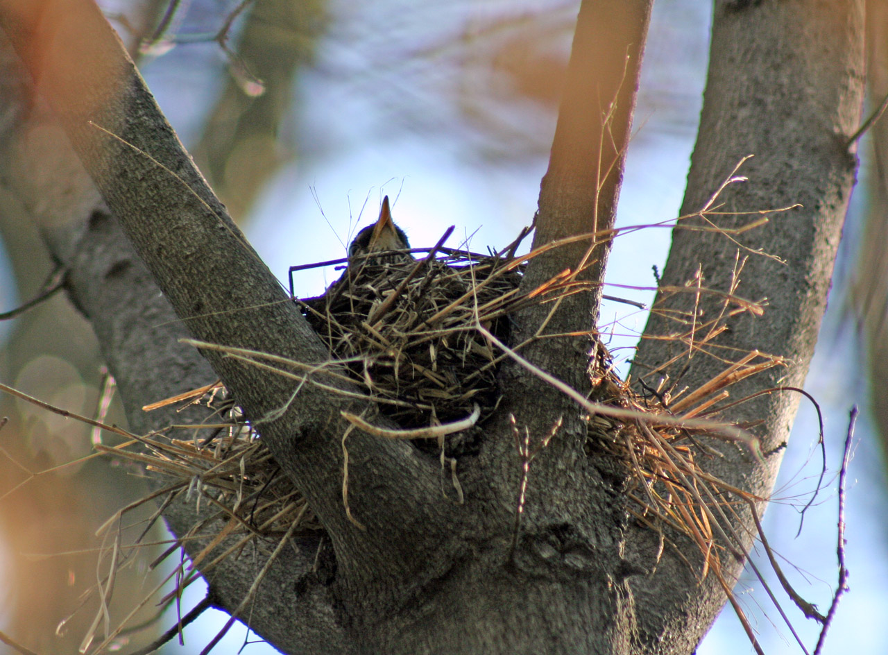 RobinNest