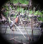 GreenHeron3