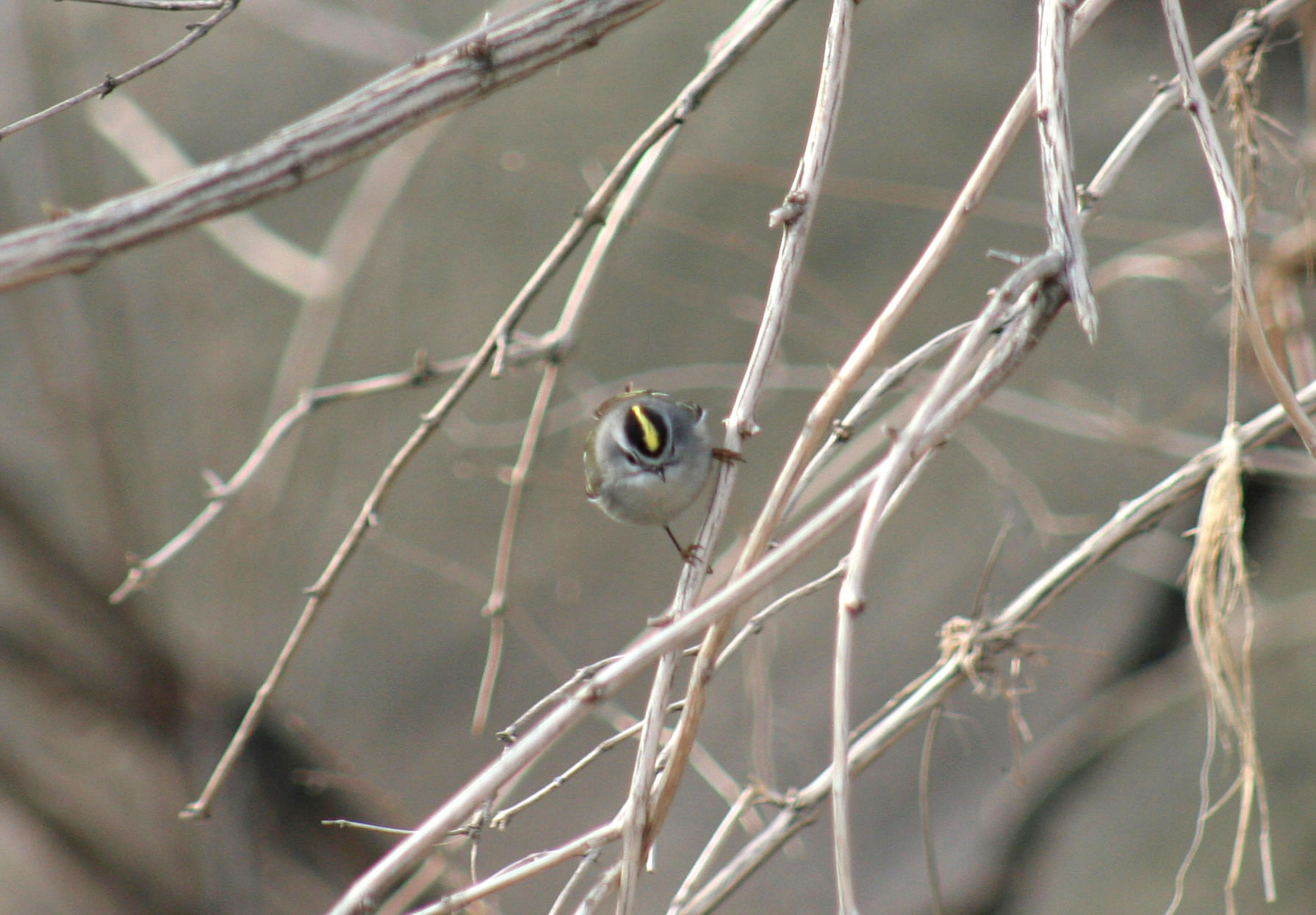 01_GoldenCrownedKinglet1