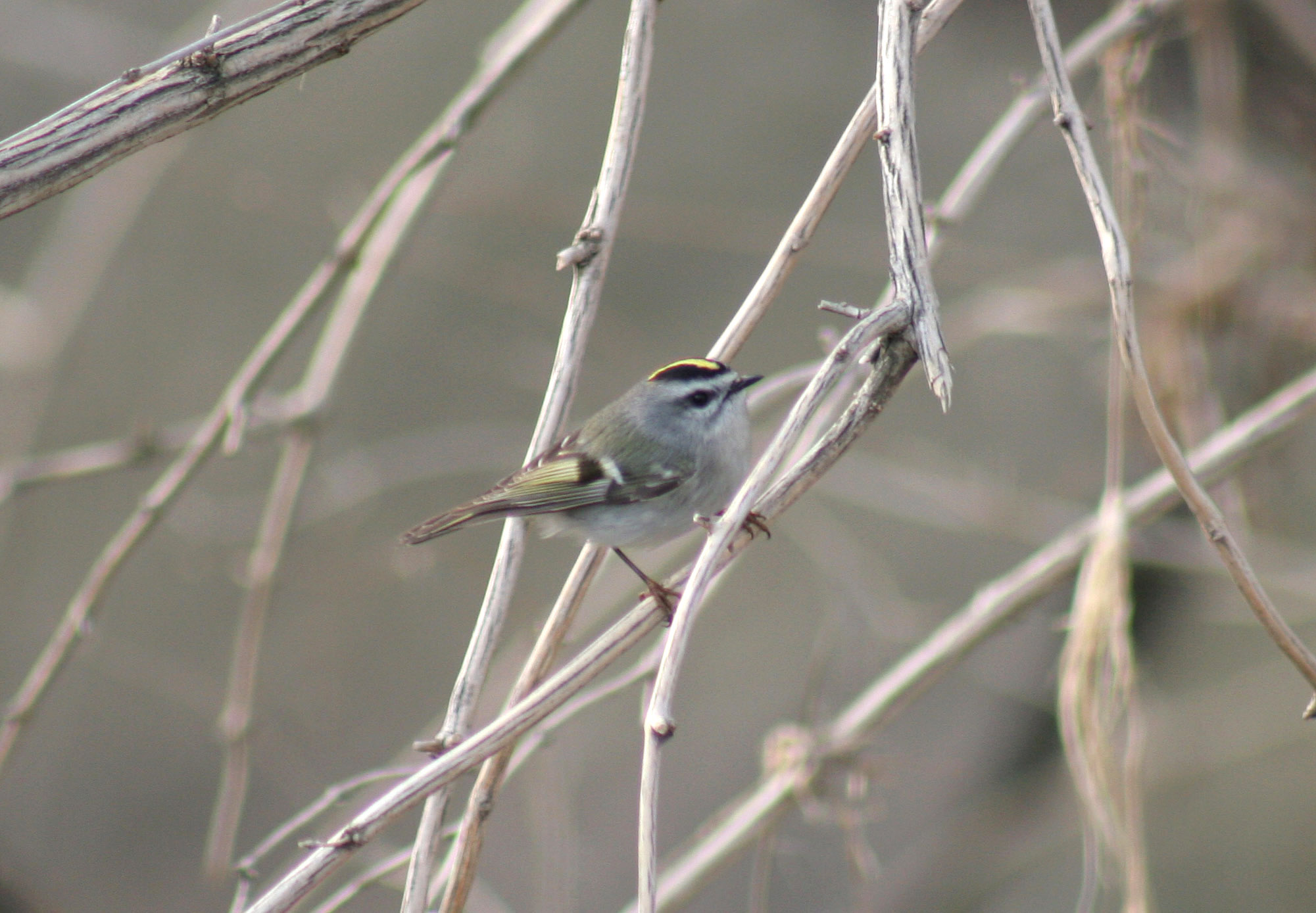 02_GoldenCrownedKinglet2