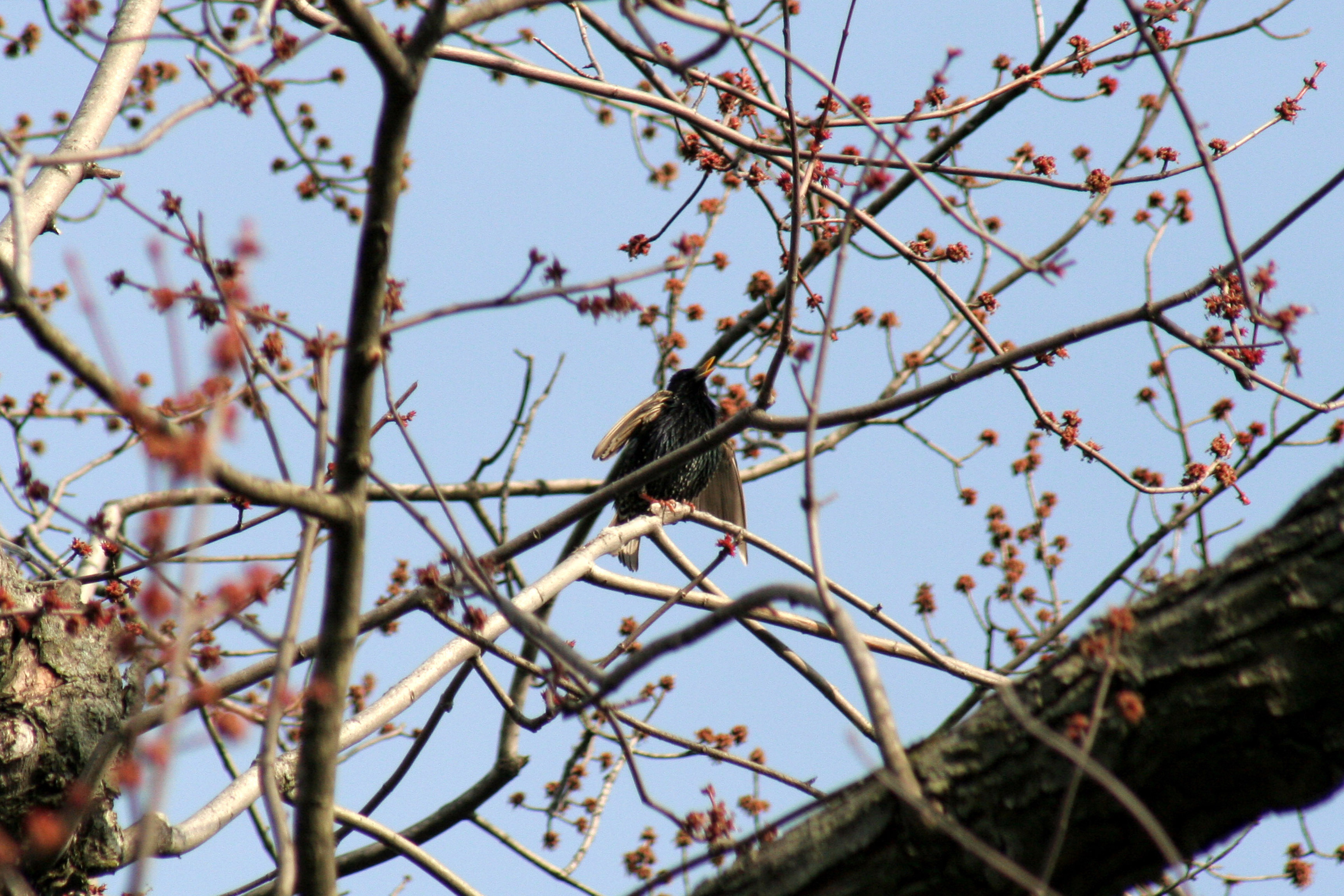 04_EuropeanStarling1