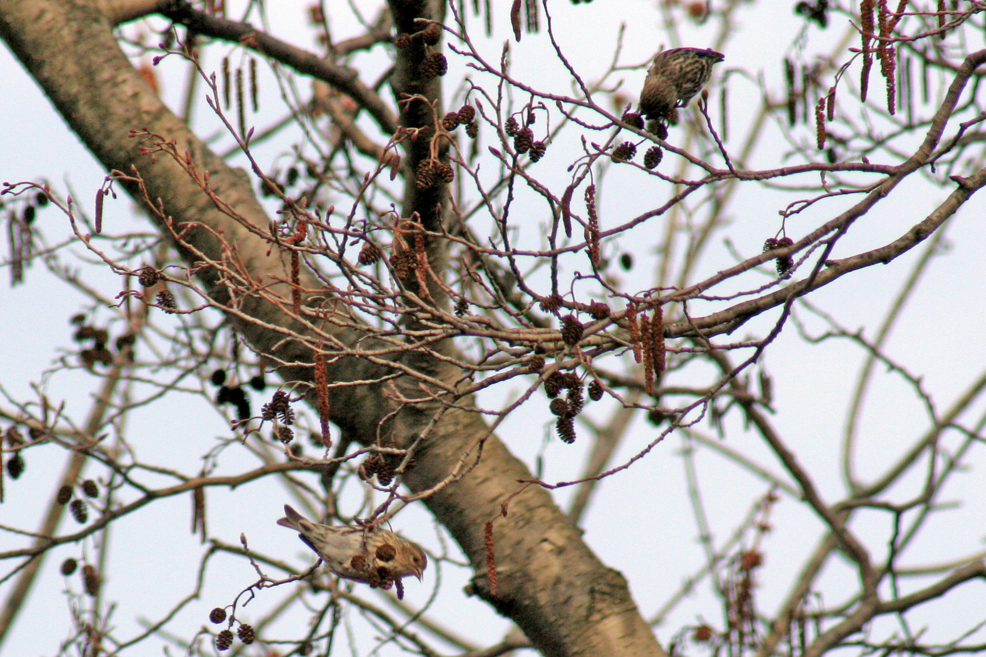 09_PineSiskins2