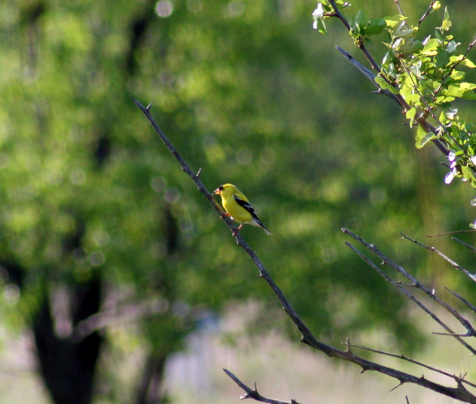 08_AmericanGoldfinch