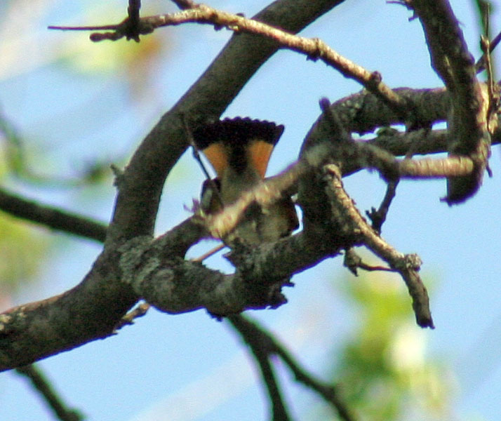 15_AmericanRedstart2tail