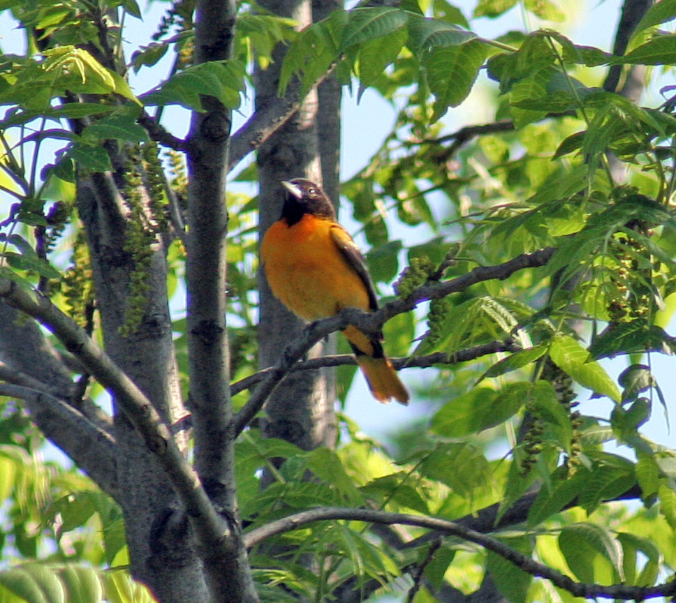 17_BaltimoreOriole