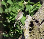 10_WillowFlycatcher1