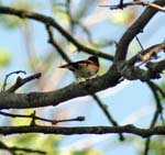 14_AmericanRedstart1